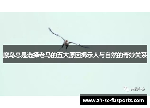 魔鸟总是选择老马的五大原因揭示人与自然的奇妙关系